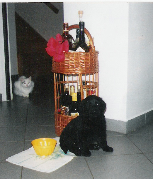 meda-beda.jpg